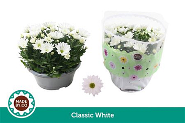 Chrys Classic White In Bowl