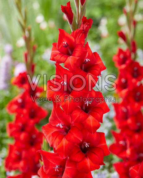 Гладиолус крупноцветковый Вуэльта