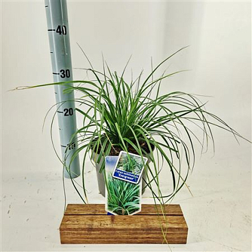 Carex Osh Evergreen