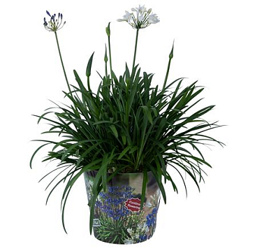 Agapanthus Summer Lovet Duo