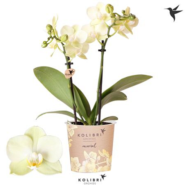 Phal 2st Mexico 22+ (ok)