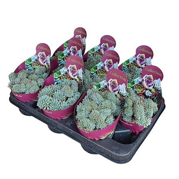 Echeveria Setosa Rundelli Crestata Potcover