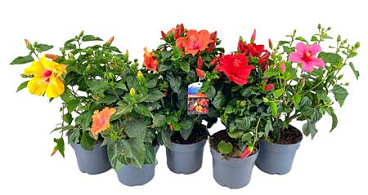 Hibiscus Mix