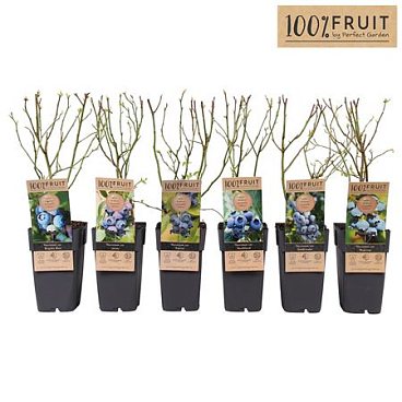 Vaccinium Cor Mix