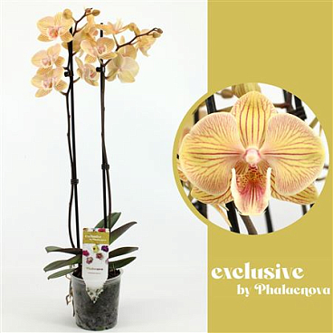 Phal 2st Karen Big Lip 16+ (phalaenova)