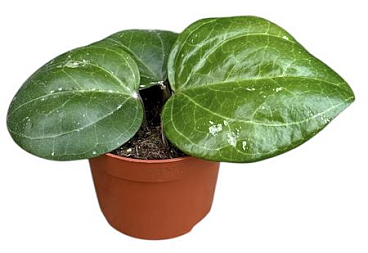 Hoya Sarawak Cream.