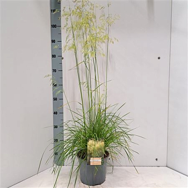 Deschampsia Cespitosa Goldschleier