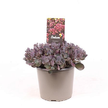 Sedum Hybr Red Sparkle