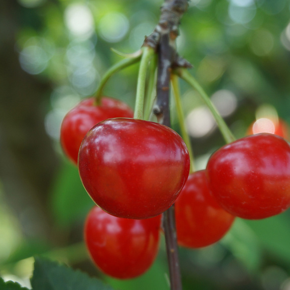 Вишня обыкновенная Фея в тубе