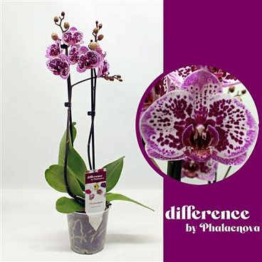 Phal 2st Happy Gir 18+ (phalaenova)