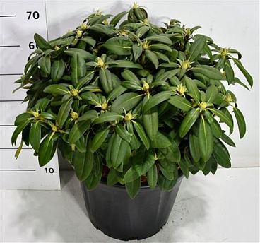 Rhododendron Yak Ánuschka
