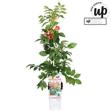 Campsis Tagliabuana Solo Rosso