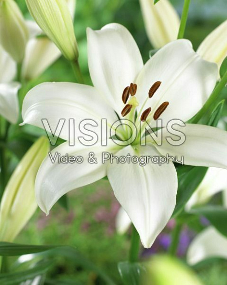 Лилия ла-гибрид Брайт Даймонд