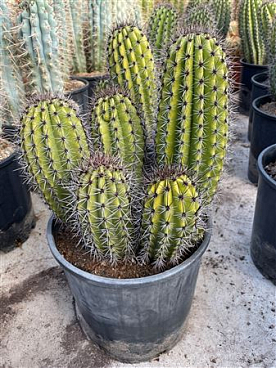 Marshallocereus Thurberi