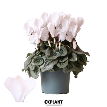 Cyclamen Rembrandt White