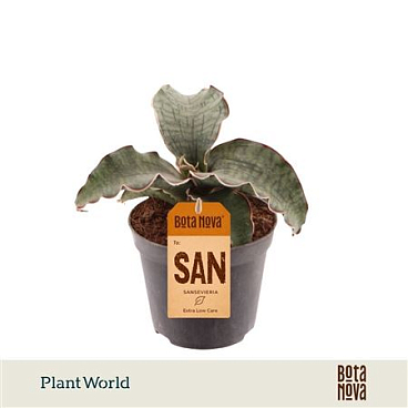 Sansevieria Kirkii Silver Blue