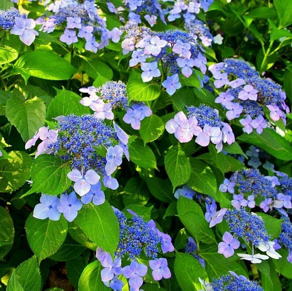 Гортензия пильчатая Морнинг Глори