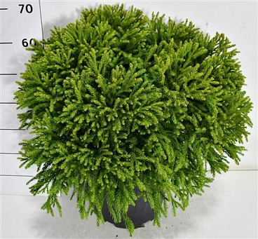 Cryptomeria Jap Globosa Nana