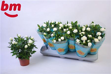 Rosa White Jewel (bm)