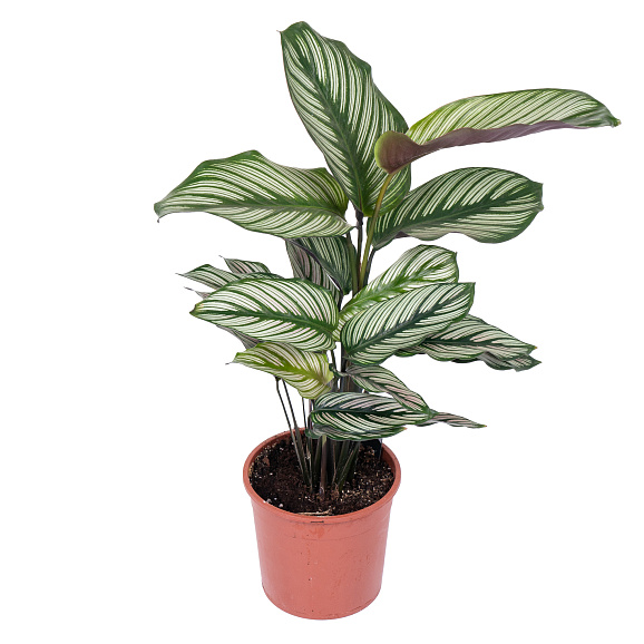 Калатея Вайтстар