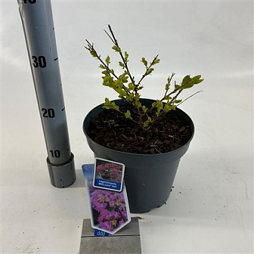 Lagerstroemia Indica With Love Girl