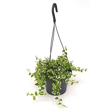 Ficus Pumila Sunny