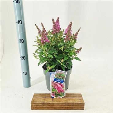 Buddleja Dav Little Pink (butterfly Candy)