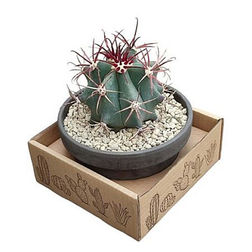 Ferocactus Emoryi Terracotta