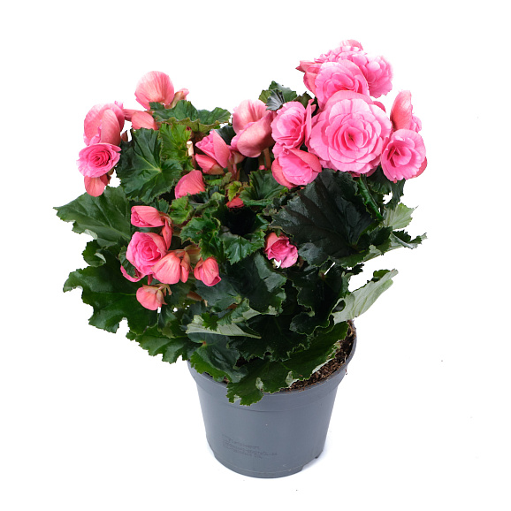 Бегония элатиор Берсеба