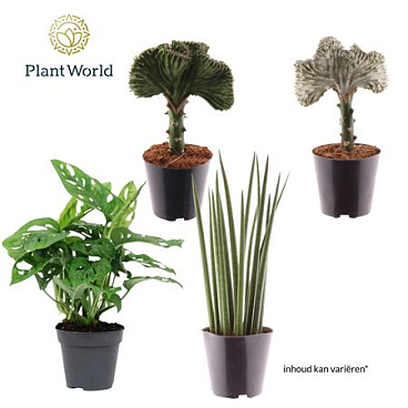 Plantmix Botanical