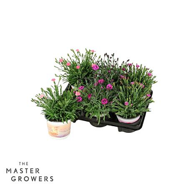 Dianthus Diantica Mix