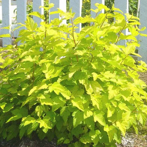 Пузыреплодник калинолистный Наггет (в тубе)