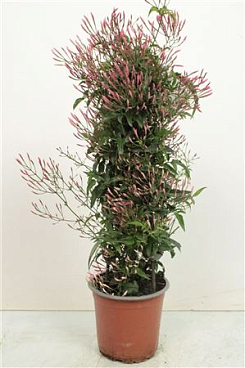 Jasminum Poly Pink Pyramid