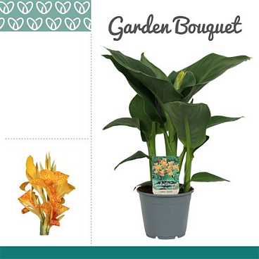 Canna Tenerife