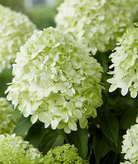 Гортензия метельчатая Литтл Споки