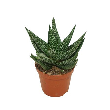 Gasworthia
