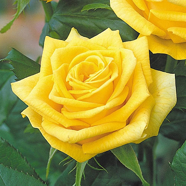 Роза чайно-гибридная Илиос