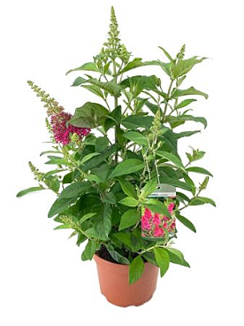 Buddleja