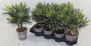 Nerium Oleander Mix 3+