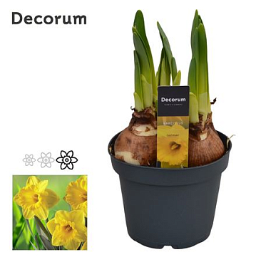 Золотая медаль «Нарцисс» (декорум)