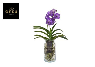 Vanda Bose Xl Purple