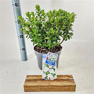 Rhododendron (aj) Hisako
