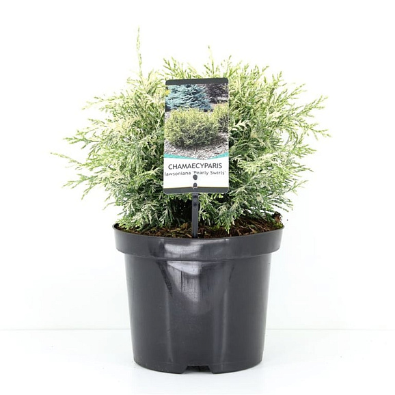 Кипарисовик лавсона Перли Свирлс