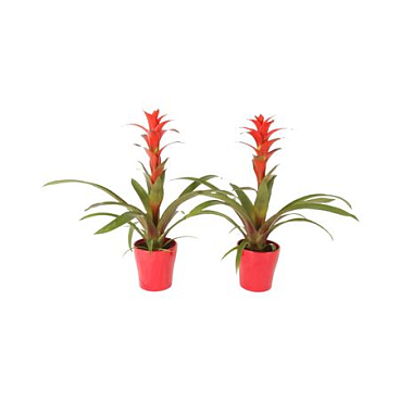 Guzmania Allura Ceramic Anna