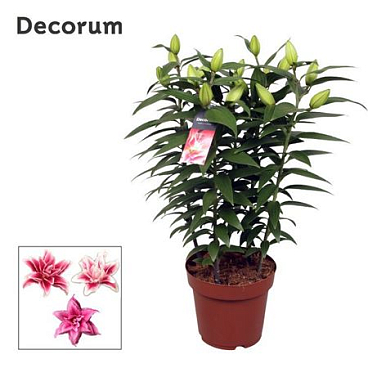 Lilium Or Roselily Sara 5pp (decorum)