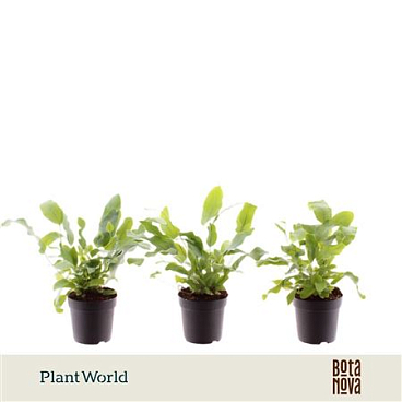 Phlebodium Blue Star (decorum)