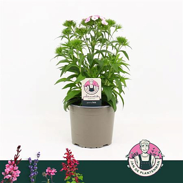 Dianthus Barbatus Dart Pink Magician