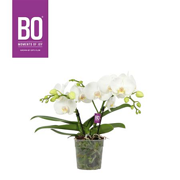 Phal 2st Bo Shorty White (opti)