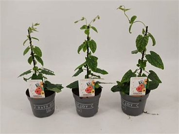 Thunbergia Alata New Orange