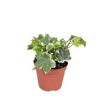 Hedera Helix Varigated